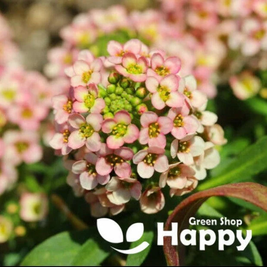 Sweet Alyssum Paletta Salmon - 500 Seeds Lobularia Maritima