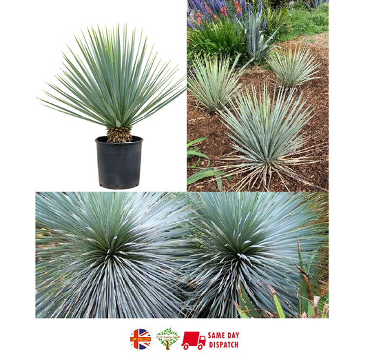 Blue Yucca | Yucca Rigida | 20 Fresh Seeds Stunning & Hardy Same Day Dispatch
