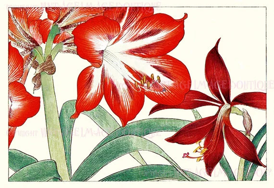 Antique 19Th Century Japanese Botanical Illustration Of Amaryllis Flowers Christmas Season Winter Solstice Holiday 5x7 Greeting Card