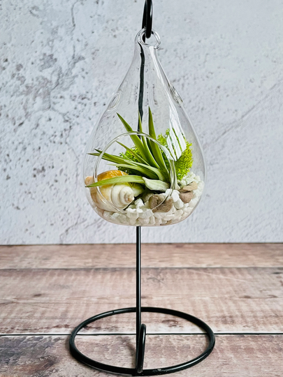 Air Plant Glass Terrarium Kit. Plant Gift Terrarium. Holder. Home Decor Gift. Diy Kit