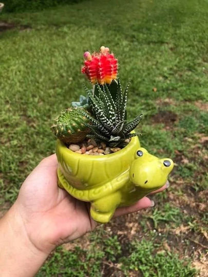 Turtle Succulent Kit W/Planter/Turtle/ Custom Arrangement/ Animal/Easy Plant/ Succulent Pot/ Plant Container/ Ceramic Office Gift