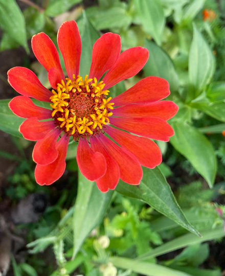 Orange Single Zinnia Seeds