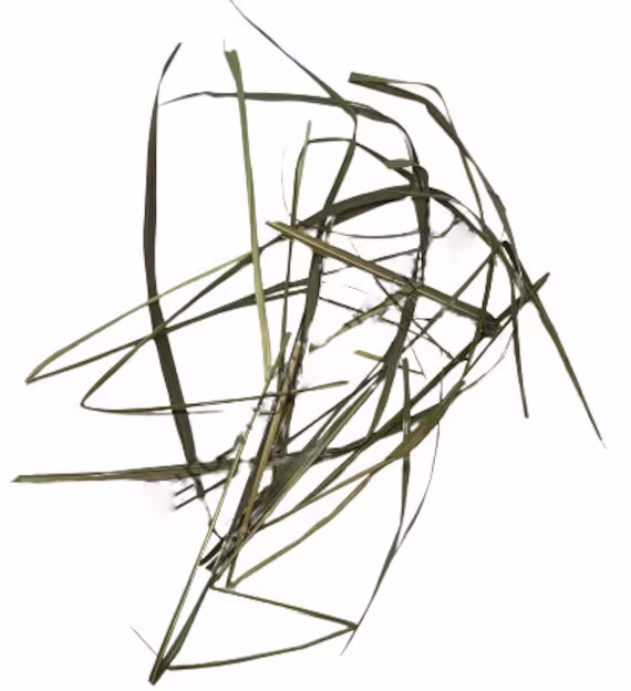 Dried Organic Sweetgrass/Available From 2Oz-32Oz | 57G - 907G Hierochloe Odorata