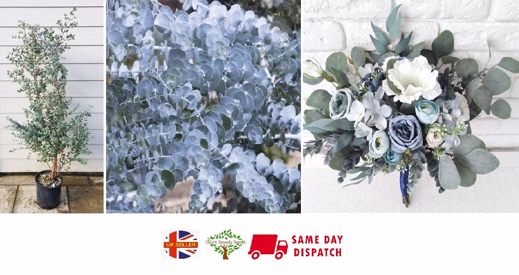 Cider Gum | Eucalyptus Gunnii | 15+ Seeds Rare Same Day Dispatch