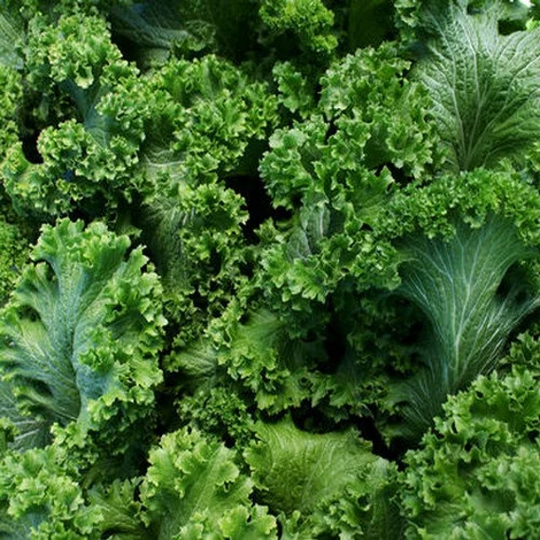 Mustard Southern Giant Curled Vegetable Seeds | Brassica Juncea 30+Seeds