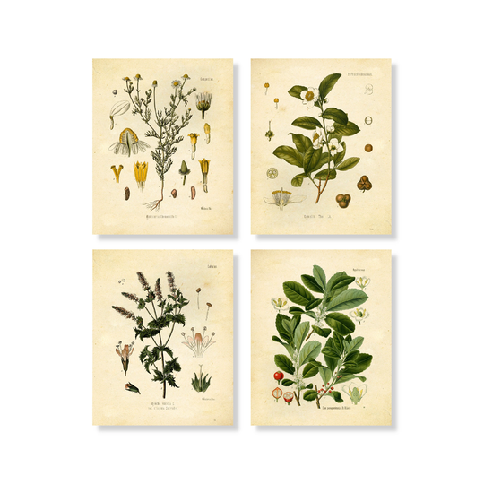 Botanical Prints Tea Set Of 4 8x10 Unframed