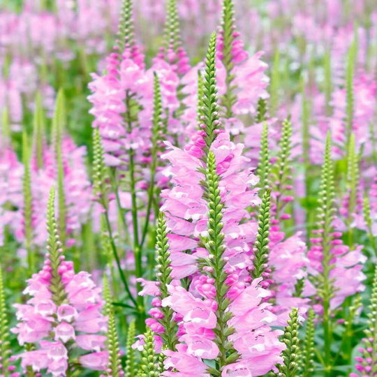 Obedient Plant, Pink 50+ Seeds, 30% Off Sale Section, 10 Perc 2+ Pcks, Free Sample Pck, Free Sowing Tips, Shipping Over 4.50 Refunded