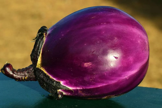 25 Violetta Di Firenze Aubergine Seeds