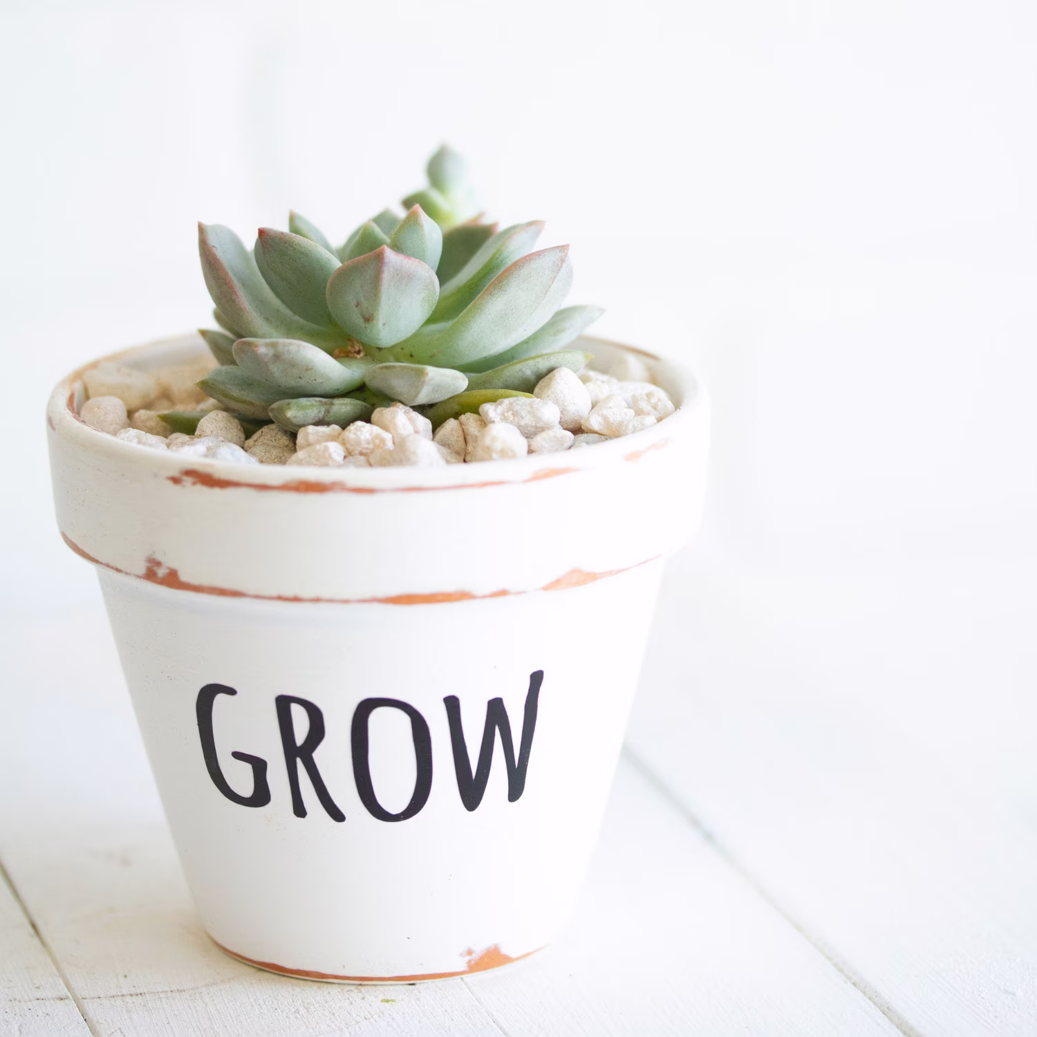 Local Pickup - Waterloo, Ontario Potted Succulent in 3
