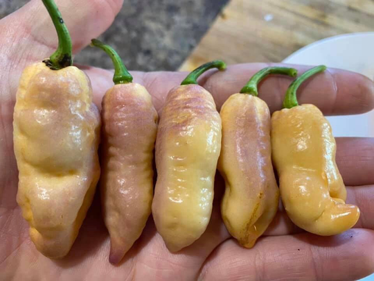 Pink Tiger X Peach Bhut 15 Seeds