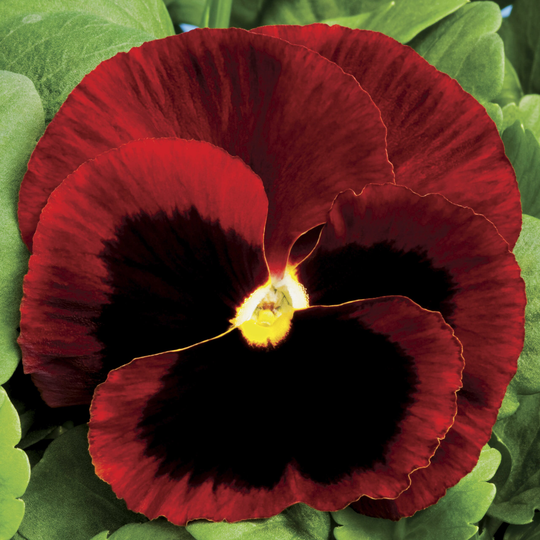 Pansy Red Blotched Large-Flowered - 50 Seeds Non Gmo