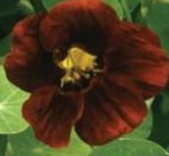 stunning Nasturtium Seeds "Mahogany