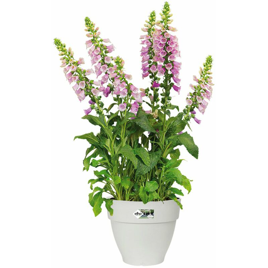 Flowerpot Cachepot Garden Planter Box Outdoor Plant Pot Modern Design Plastic White Round Square Rectangular rund/7 Liter (de)