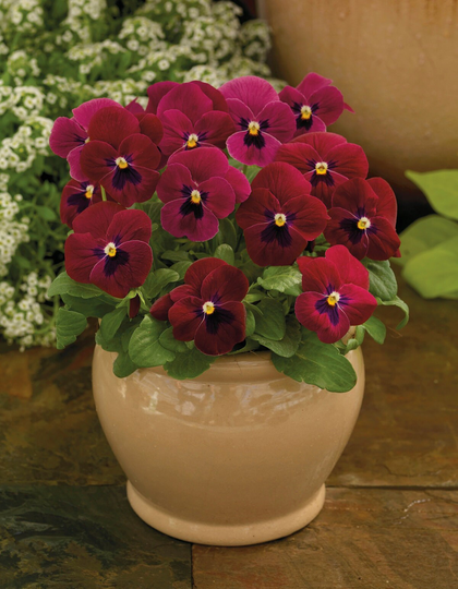 Viola Seeds Colormax Rose Blotch 50 Thru 500 Annual