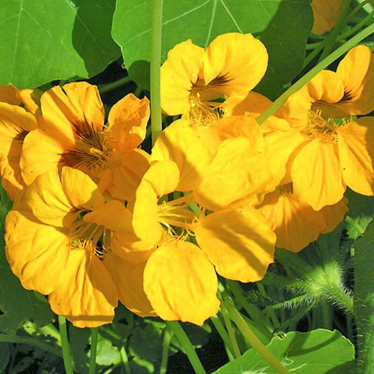 Creeping Nasturtium Golden Glitter Seeds Annual Flowering Non Gmo For Planting | 202567