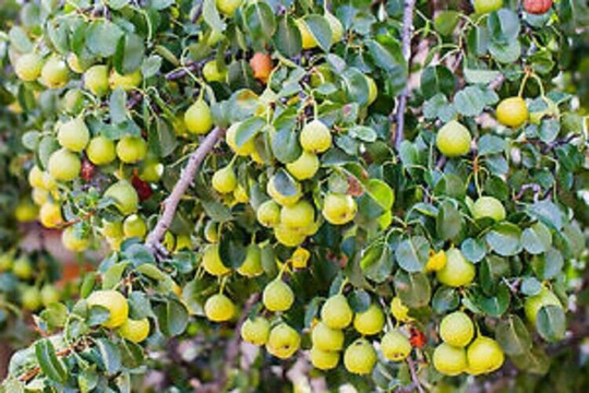 20 X Wild Pear Seeds | Pyrus Communis