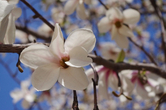 Magnolia Kobus Tree Japanese Kobushi 12-20