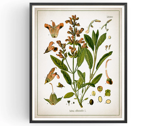 Sage - Botanical Print Vintage Aromatherapy Art Medicinal Plant Decor Herb Kitchen Unframed