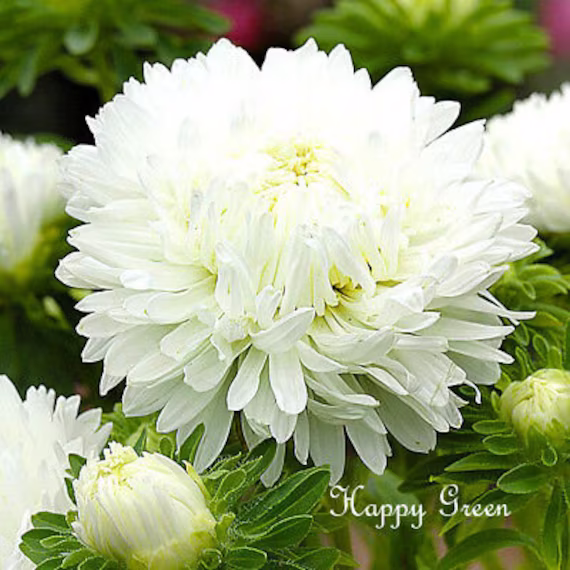 Aster Dwarf Milady White - 200 Seeds Callistephus Ch. Double Large Flower
