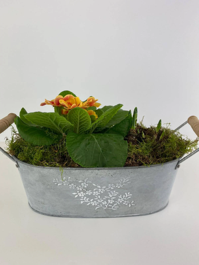 Primrose Tete A Planted Trough Container