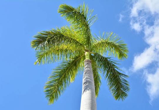 Royal Palm Tree Seeds For Planting - 10 Roystonea Regia