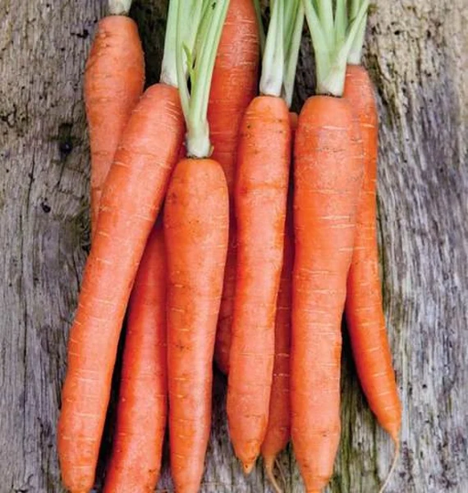 200 Sweet Long Coreless Nantes Carrot Seeds Open-Pollinated Non-Hybrid & Non-Gmo, Canada Heirloom Vegetable Dizzy Bees Urban Garden