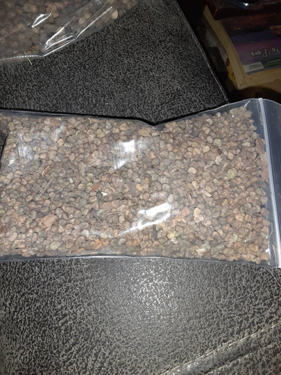 Schneiders Zelkova Tree Seeds | Chinese Zelkova