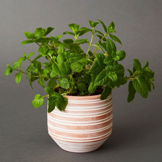Bangladesh Small Rustic Striped Succulent Terracotta Pot