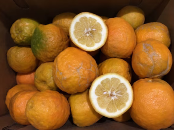 Bitter Orange Seeds
