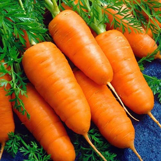 Carrot Karotel Seeds Heirloom Non Gmo For Planting | 201126
