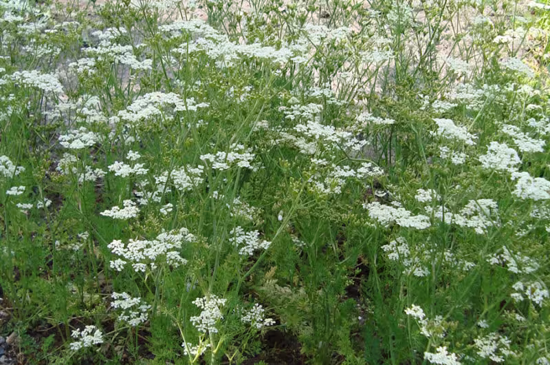 Caraway German Organic Herb Seeds 25