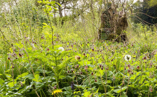 Water Avens - Geum Rivale Water Approx. 25 Seeds Wild Flower Seeds