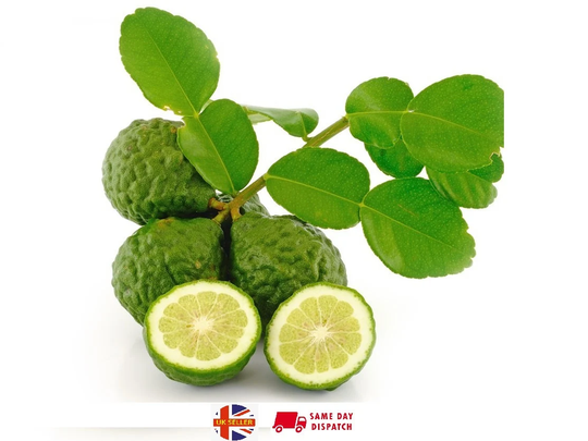 Kaffir Lime Seeds | Citrus Hystrix | 10 Seeds Makrut Same Day Dispatch