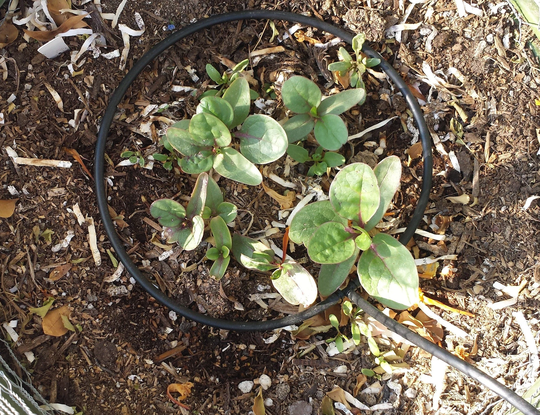 Adjustable Water Irrigation For Planters, Attatch To Existing System Or Hose, Planter Irrigation. Easy Plants