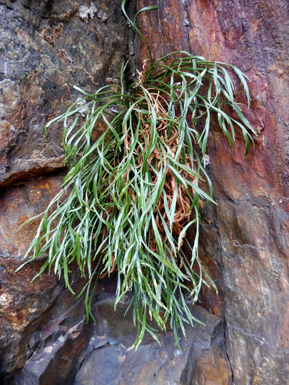40 Asplenium Septentrionale Seeds, Northern Spleenwort Forked Seeds
