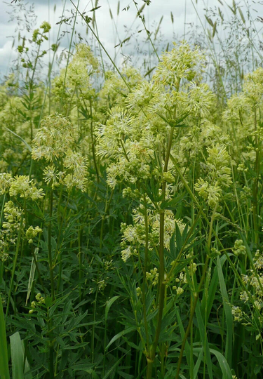 Common Meadow-Rue Approx. 100 Seeds, Thalictrum Flavum Wild Flower Seed