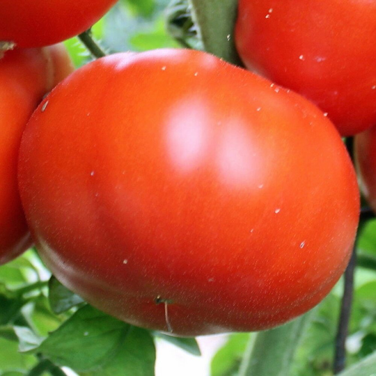Brandywine Tomato Seeds, Organic Delicious Medium Size, Easy To Grow Tomato, Mouthwatering Red Very Productive Variety