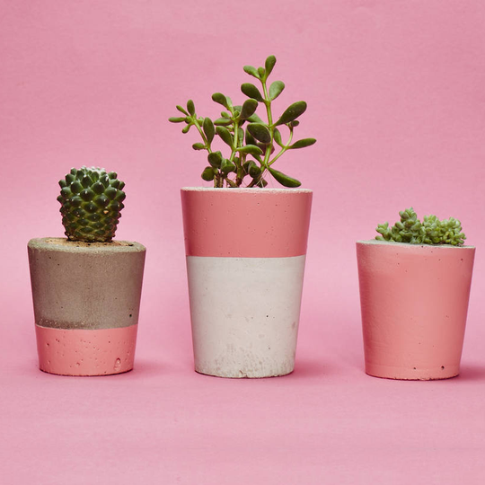Set Of Three Pink Concrete Pots W/Cacti And Succulents, Pink