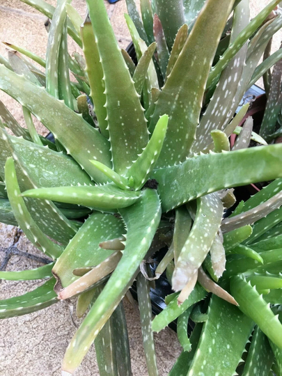 Aloe Vera Plant Healthy Medicinal Cuts Burns Stings Sunburn 12 To 15 cm Free Shipping