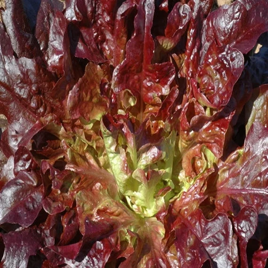 Lettuce Red Salad Bowl Vegetable Seeds | Lactuca Sativa 50+Seeds