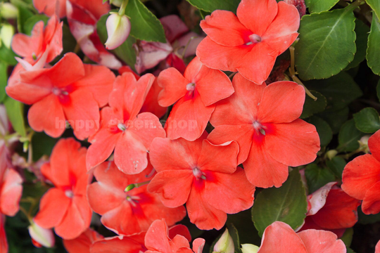 200 Seeds - Busy Lizzie Orange Impatiens Walleriana Wonderful Annual Flower
