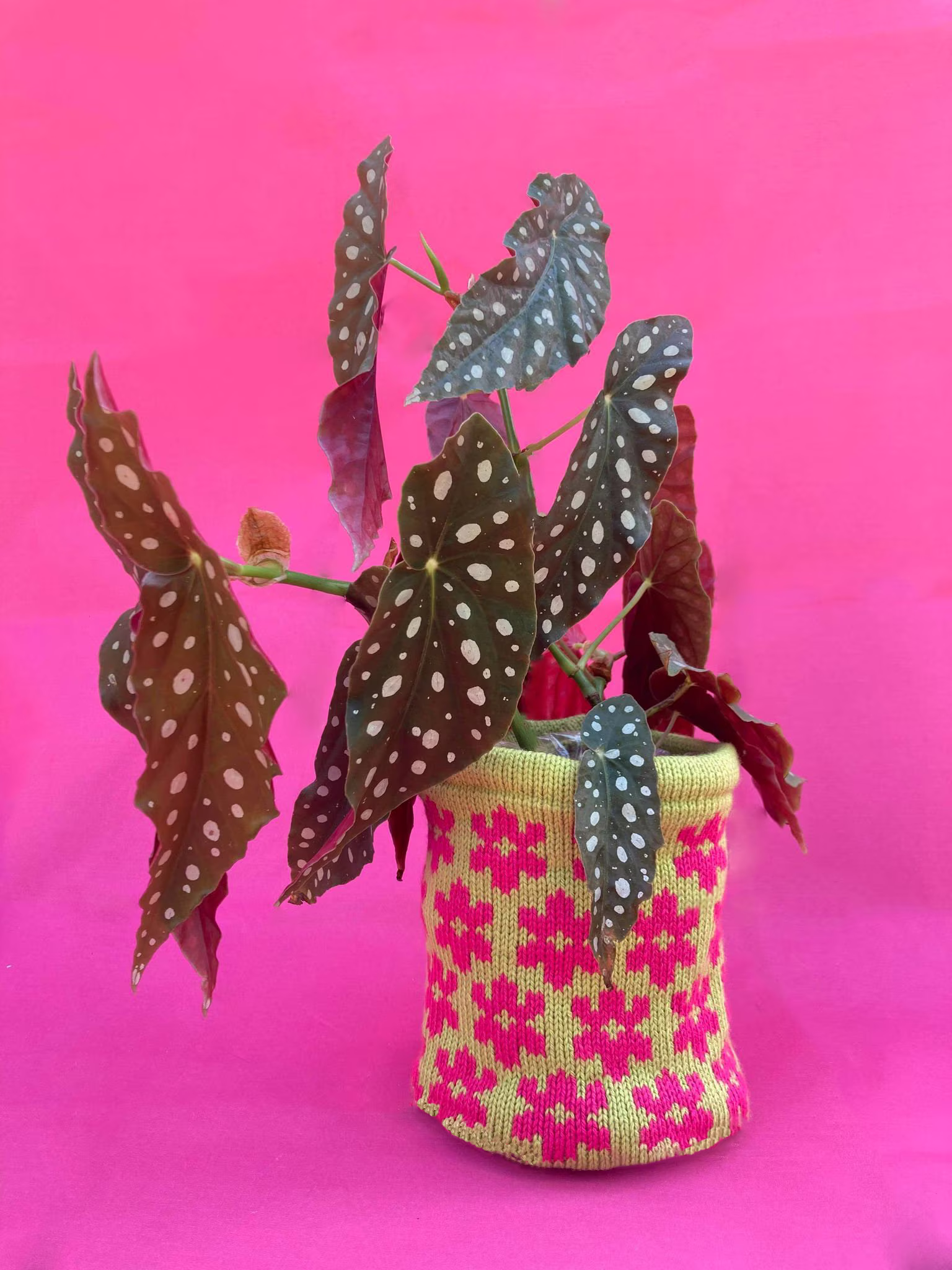 Medium Knitted Pot Cover - Lilac Blossom All Colours