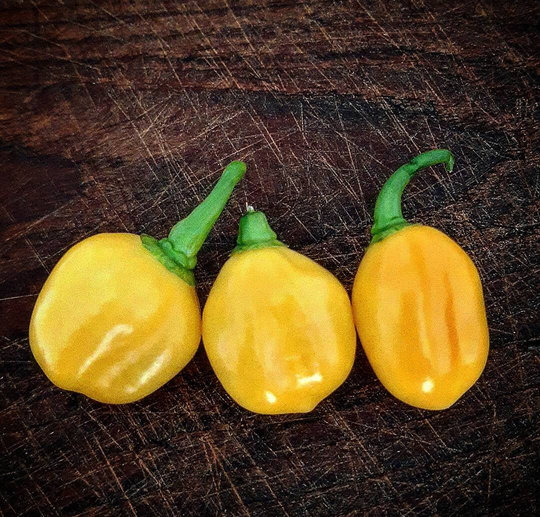 Aji Jobito | 10 Seeds