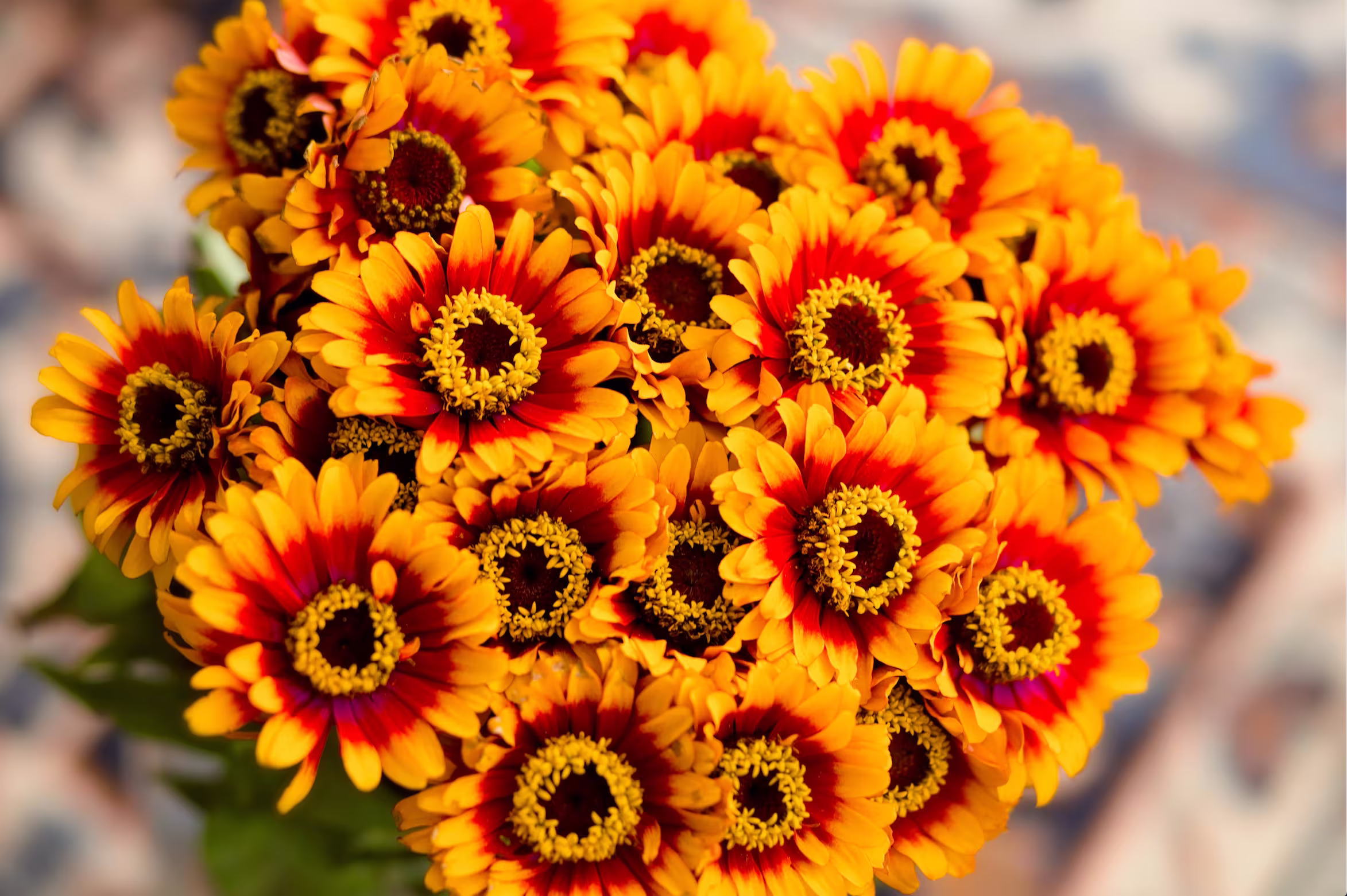 Sombrero Zinnia Seeds, Mexican Zinnias, Bi-Color Yellow & Red 300 Seeds // Non-Gmo, Zinnia Elegans