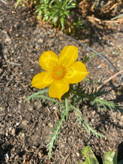 Blazing Star - Mentzelia Lindleyi Seeds