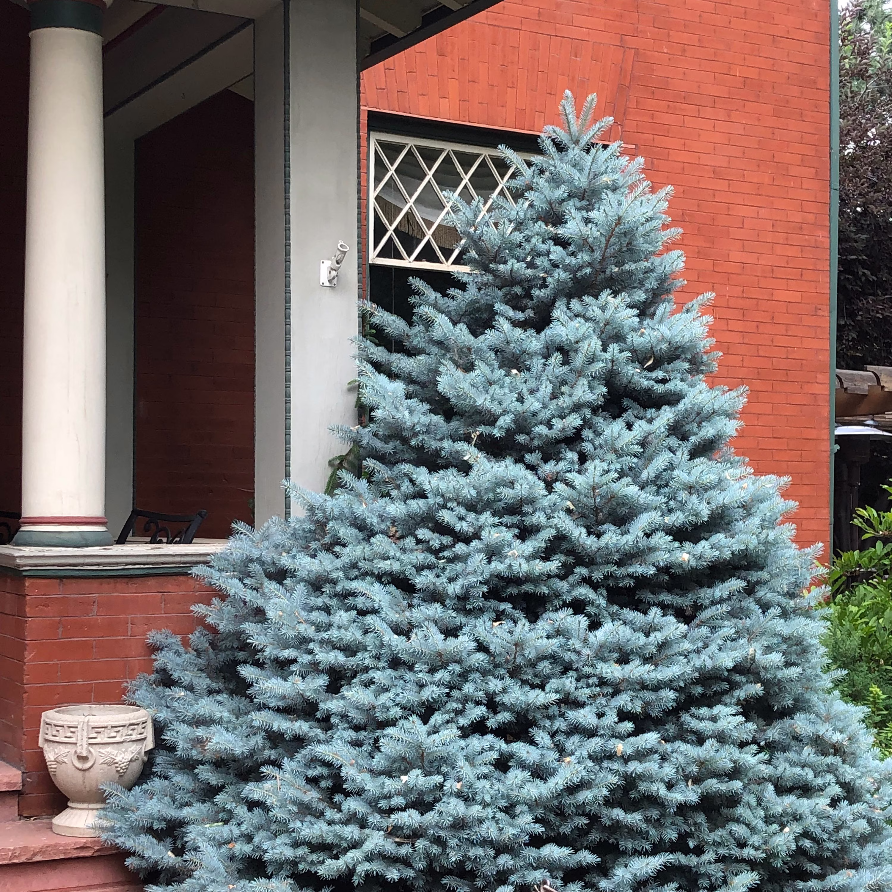 Blue Spruce Tree | Picea Pungens Glauca Seeds