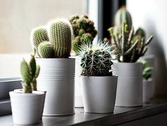 Windowsill Cactus Collection, 70 Rare Seeds, Five Fancy Varieties, Drought Tolerant, Container Garden, Desert Great Hostess Gift