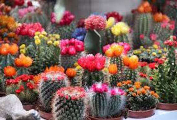 Flower Seeds Cactus Room Mixture