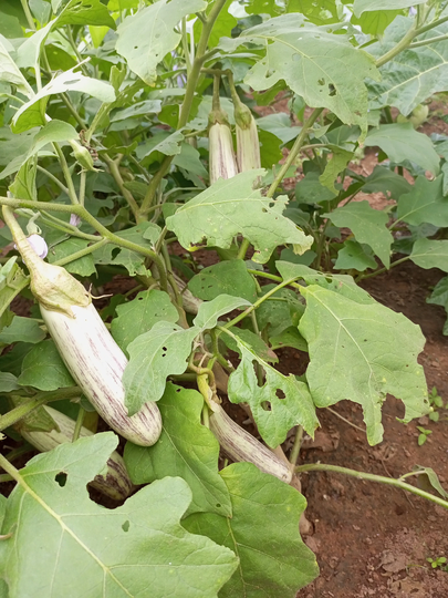 White-Jam Melongena, 200 Seeds For 11 Usd, Shipping Cost Is 10 Phyto Certificate 12 Usd
