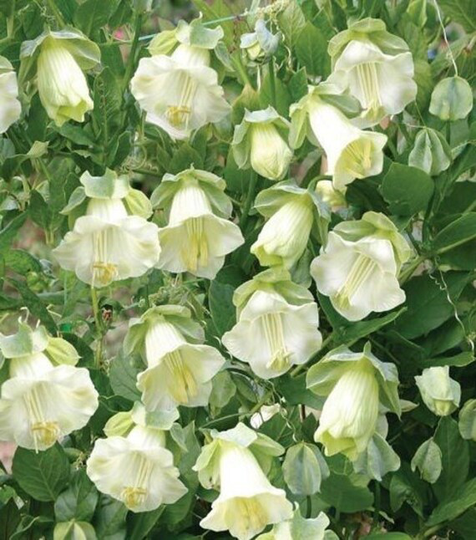 6 Seeds Cathedral Bells White Climbing Kobea, Non Gmo, Fresh, Easy To Grow